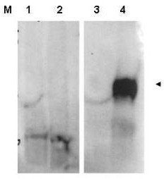 Fibroblast Activation Protein antibody