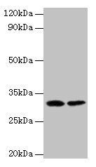 Fibroblast growth factor 2 antibody