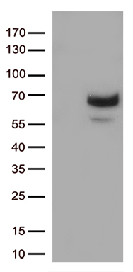 Fibronectin Antibody