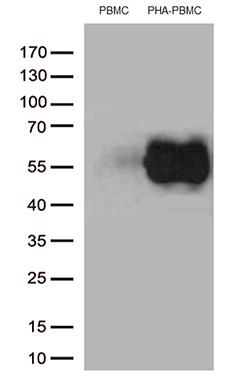 Fibronectin Antibody