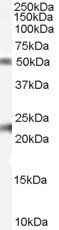 Goat anti-Fibulin 5 / FBLN5 Antibody