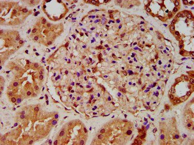 FICD Antibody