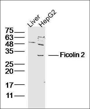 Ficolin 2 antibody