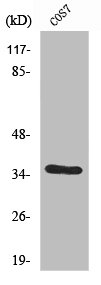 FIGF antibody