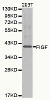 FIGF antibody