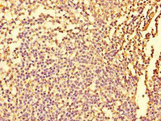 FIGN Antibody