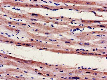 FILIP1 Antibody