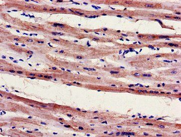 FILIP1 antibody