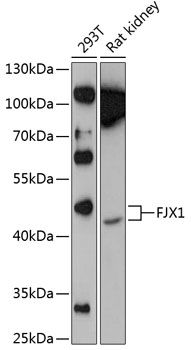 FJX1 antibody