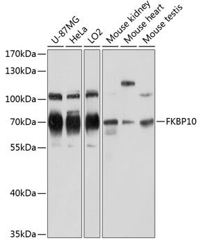 FKBP10 antibody