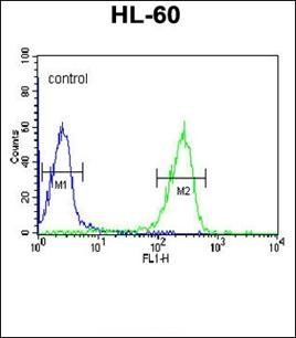 FKBP11 antibody