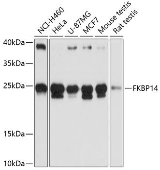 FKBP14 antibody