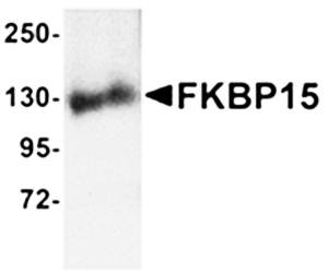 FKBP15 Antibody