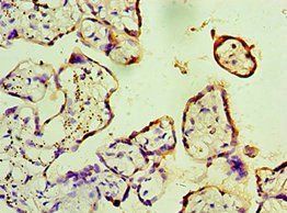 FKBP2 Antibody