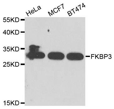 FKBP3 antibody