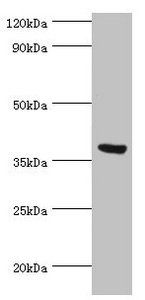 FKBP4 antibody