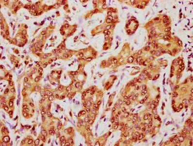 FKBP4 Antibody