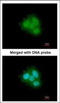 FKBP4 Rabbit Polyclonal Antibody