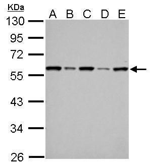 FKBP4 Rabbit Polyclonal Antibody