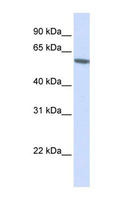 FKBP5 antibody