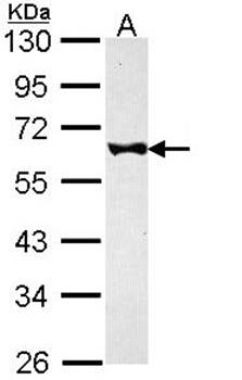 FKBP52 antibody