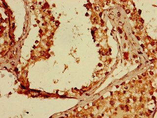 FKBP8 Antibody