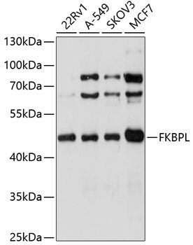 FKBPL antibody