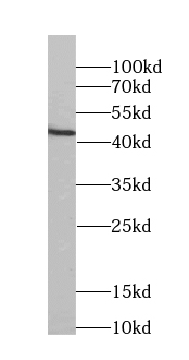 FKBPL antibody