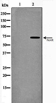 FkHR antibody