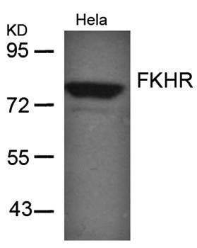 FKHR (Ab-256) Antibody