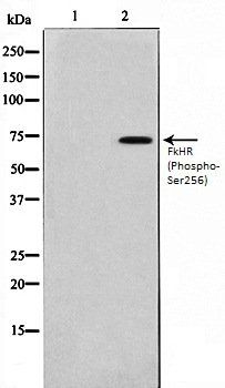 FkHR (Phospho-Ser256) antibody