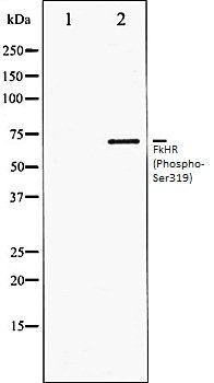 FkHR (Phospho-Ser319) antibody