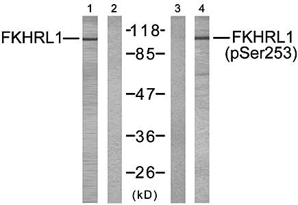 FKHRL1(Phospho-Ser253) Antibody