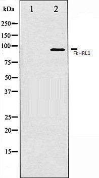 FkHRL1 antibody