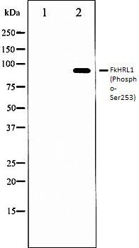 FkHRL1 (Phospho-Ser253) antibody