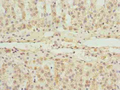 FLAD1 Antibody