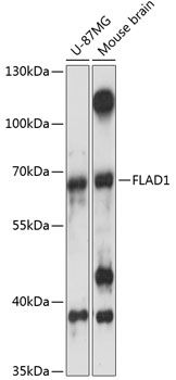 FLAD1 antibody