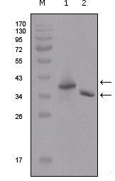 Flag Tag Antibody