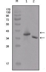 Flag Antibody