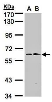 flavin containing monooxygenase 1 antibody