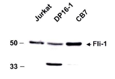 fli-1 antibody