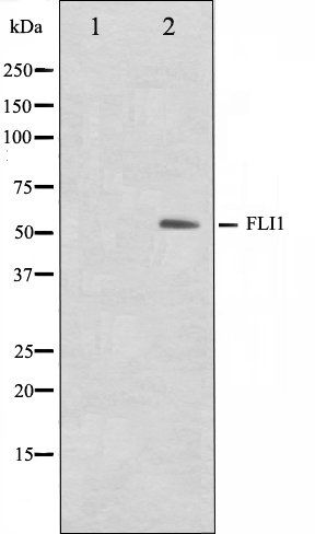 FLI1 antibody