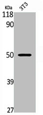 FLI1 antibody