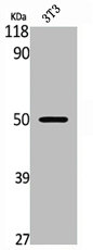 FLI1 Antibody