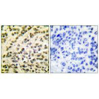 FLI1 Antibody