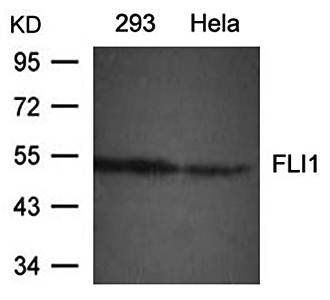 FLI1 Antibody