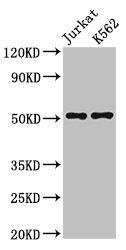FLI1 Antibody
