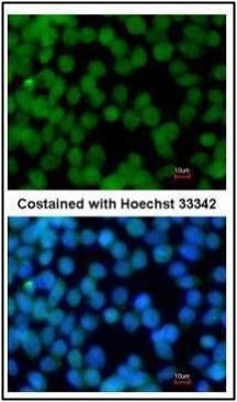 Flightless I antibody [N3C1], Internal
