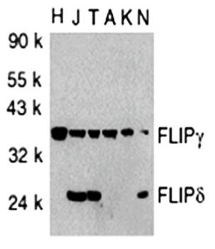 FLIP Antibody