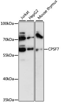 FLJ12529 antibody